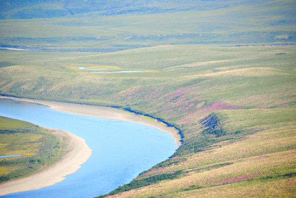 pink flowers on green tundra next to blue river